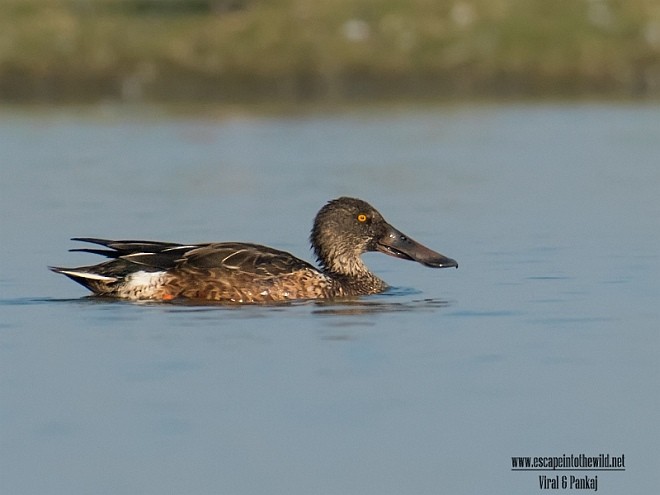 Northern Shoveler - ML379512891