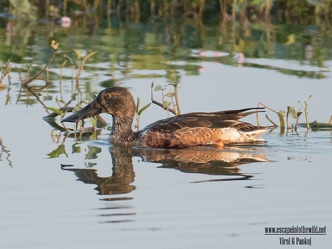 Northern Shoveler - ML379512911