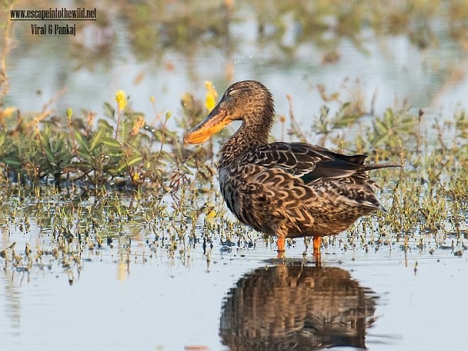 Northern Shoveler - ML379512931