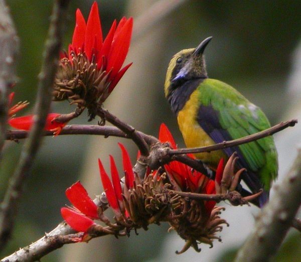 Orange-bellied Leafbird (Orange-bellied) - ML379513181