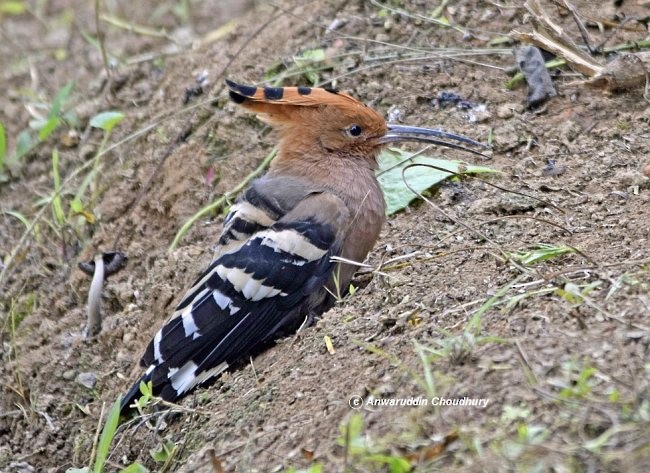 Eurasian Hoopoe - ML379513281