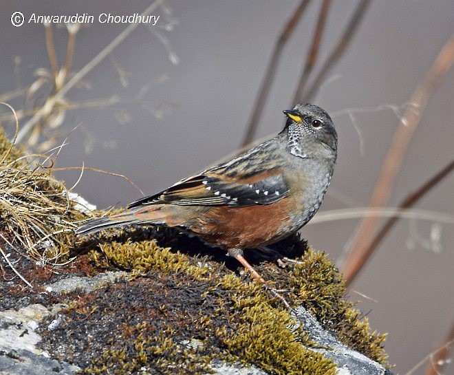 Alpine Accentor - Anwaruddin Choudhury