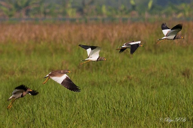 Gray-headed Lapwing - ML379513411
