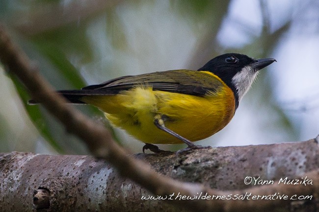 Rusty-breasted Whistler (Rusty-breasted) - Yann Muzika