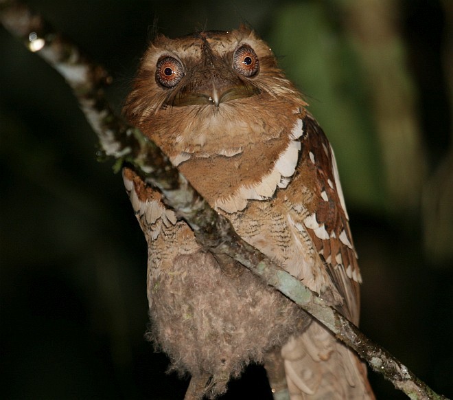 Philippine Frogmouth - ML379514011