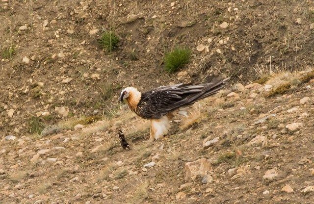 Bearded Vulture (Eurasian) - ML379514231