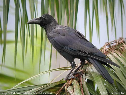 Large-billed Crow (Large-billed) - ML379514311