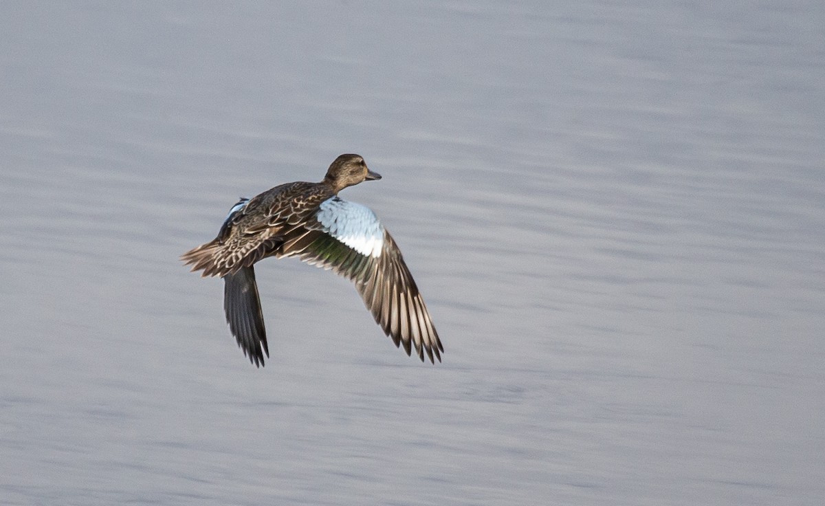 Blue-winged Teal - ML379514461
