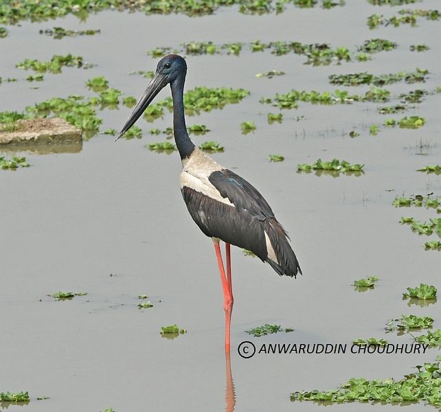 Black-necked Stork - Anwaruddin Choudhury