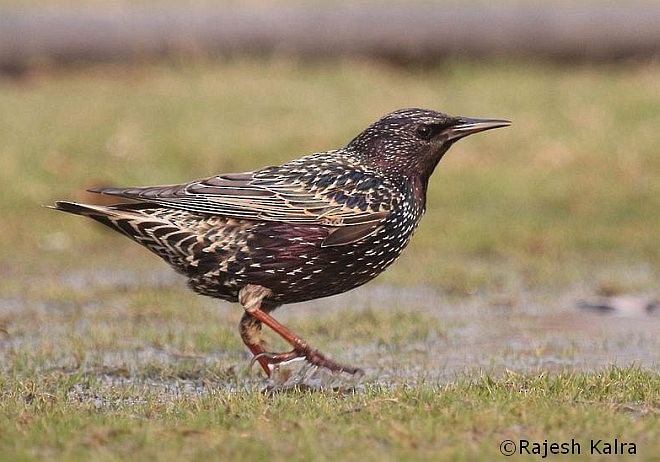 Хар тодол - ML379514751