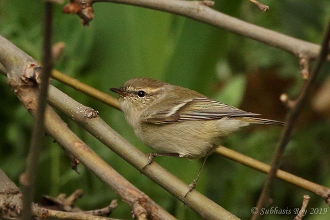 Hume's Warbler - ML379514761