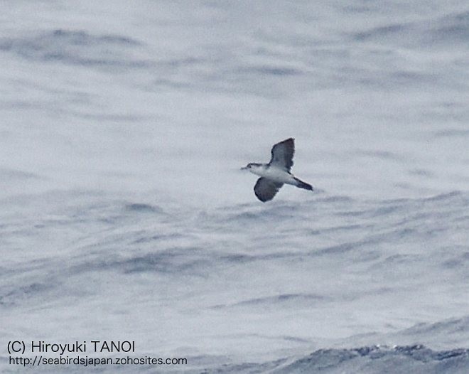 Bryan's Shearwater - ML379515091