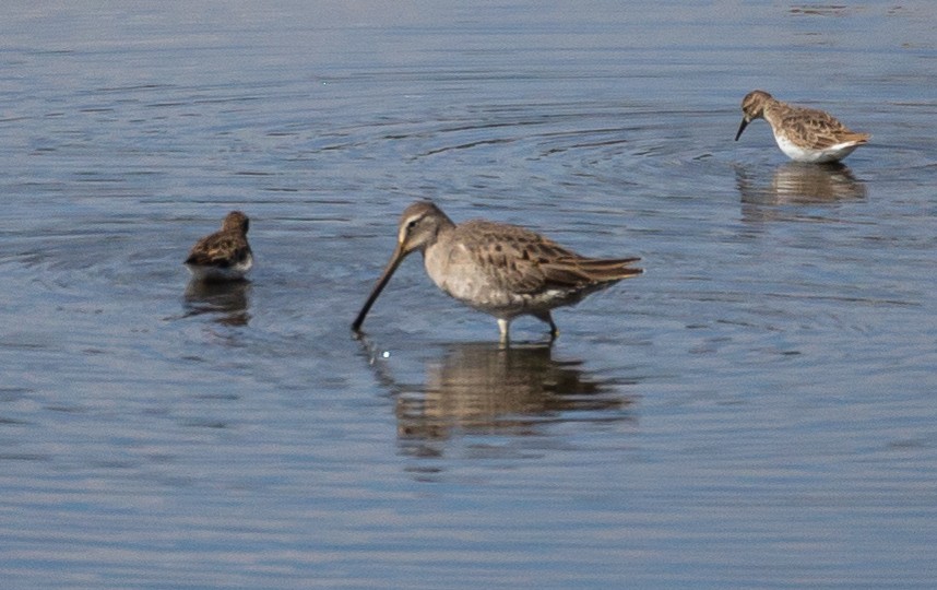 Long-billed Dowitcher - ML379515251