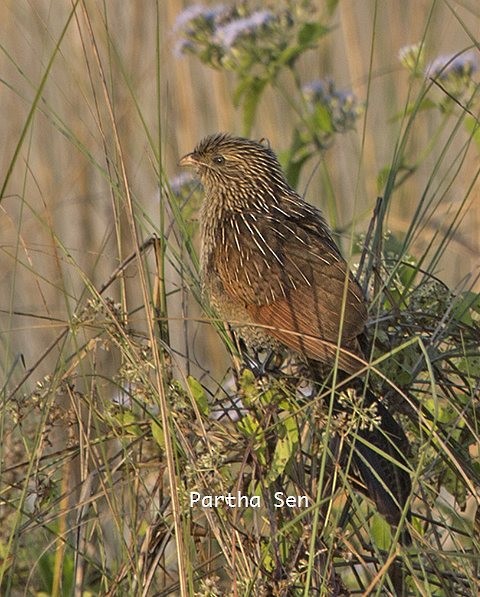 Lesser Coucal - ML379515411