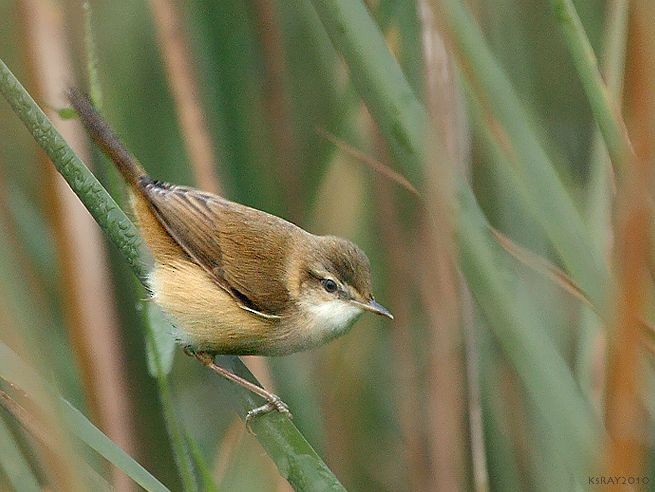 Paddyfield Warbler - ML379516741