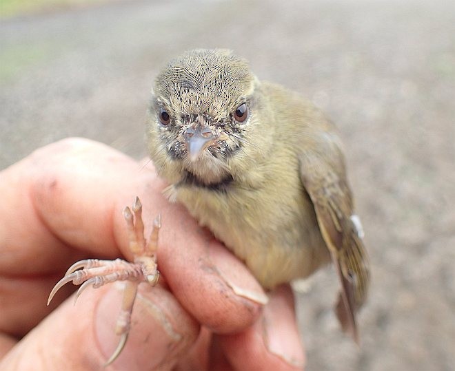 Aberrant Bush Warbler - ML379517141