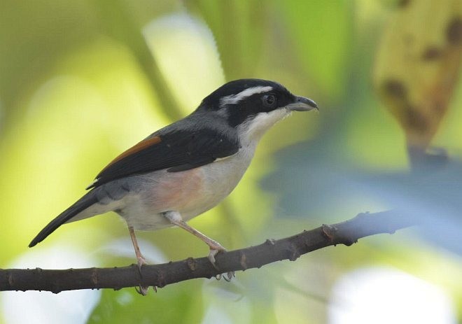 White-browed Shrike-Babbler (Chestnut-winged) - ML379517251