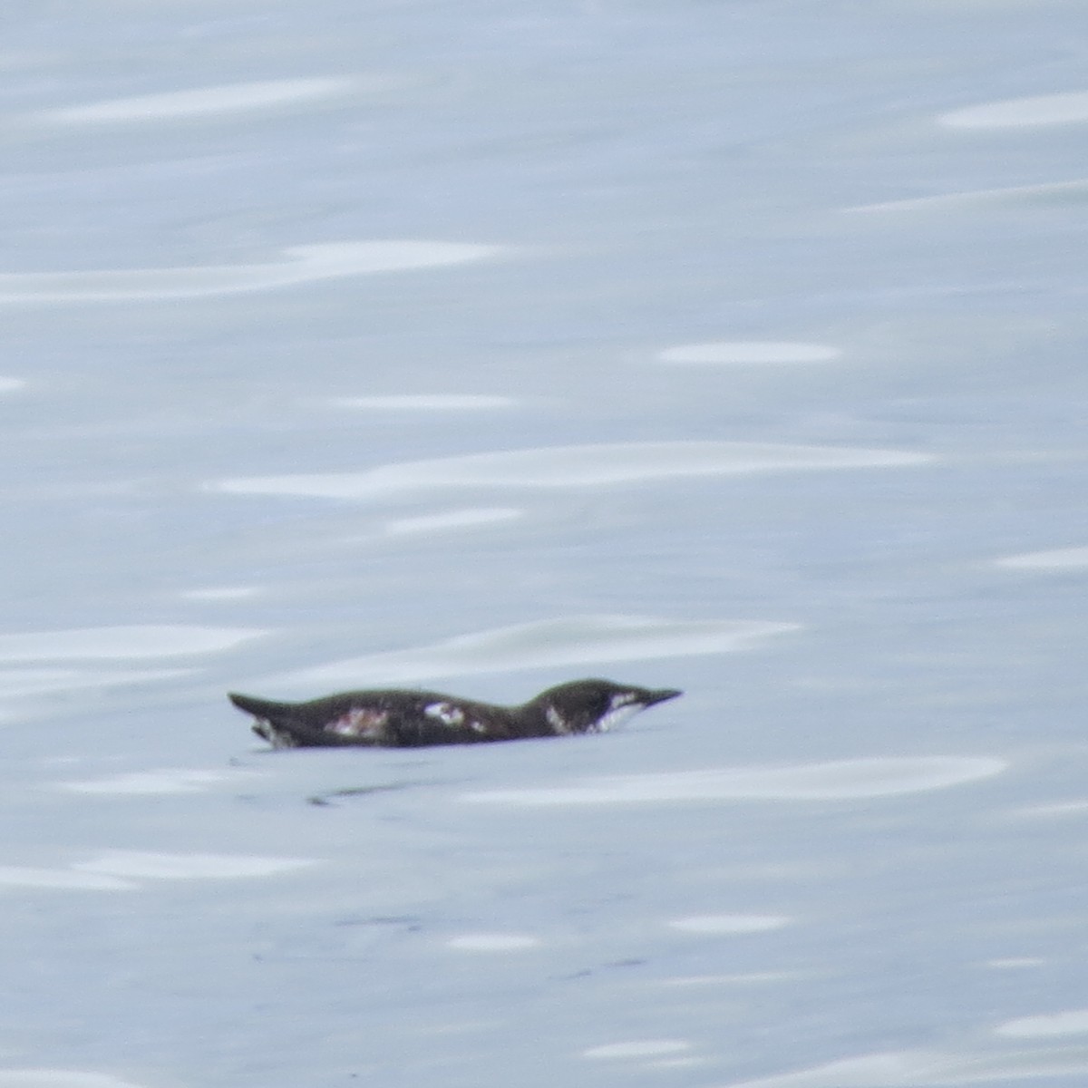 Marbled Murrelet - ML37951771