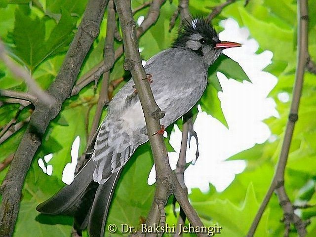 Black Bulbul (psaroides Group) - ML379517871