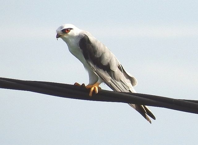 Black-winged Kite (Asian) - ML379517911