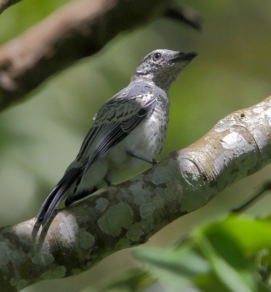 McGregor's Cuckooshrike - ML379518311