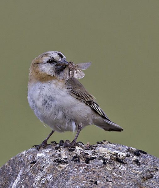 Blanford's Snowfinch - ML379518371