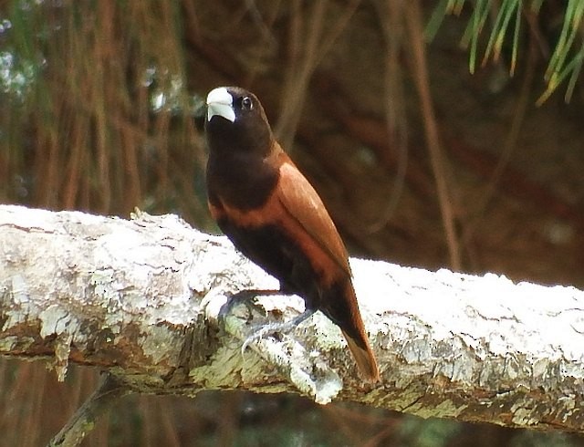 Chestnut Munia (Chestnut) - Muhammad Iqbal