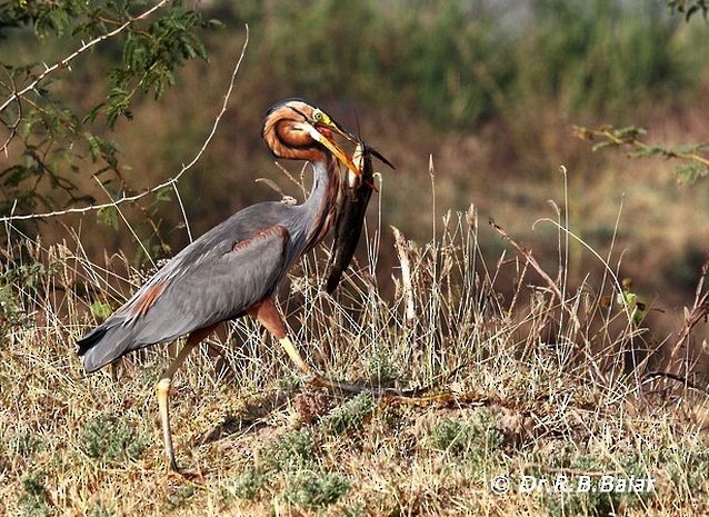 Purple Heron (Purple) - Dr. Raghavji Balar