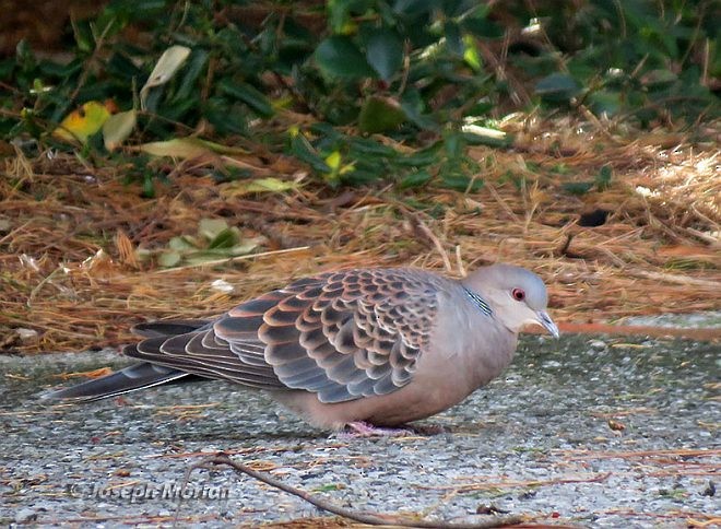 金背鳩 - ML379518781