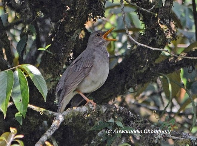 Tickell's Thrush - Anwaruddin Choudhury