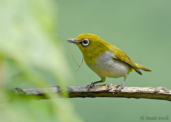 Indian White-eye - ML379519171