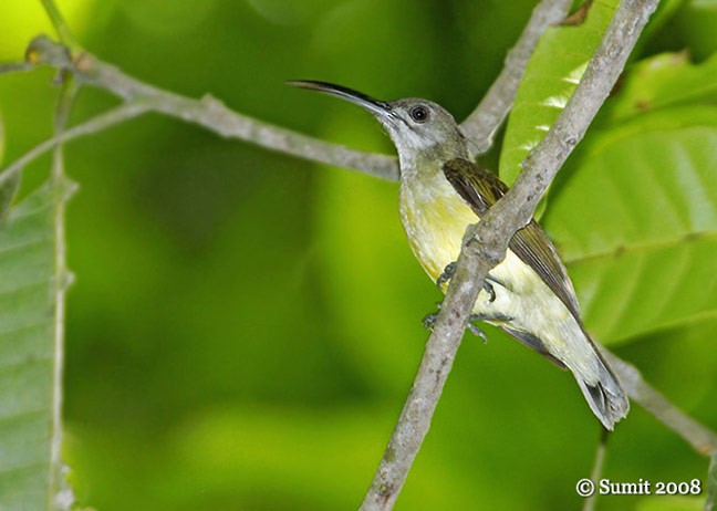 Little Spiderhunter - ML379519231