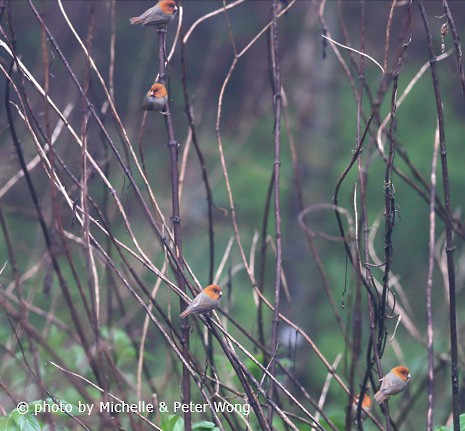 Short-tailed Parrotbill - ML379519371