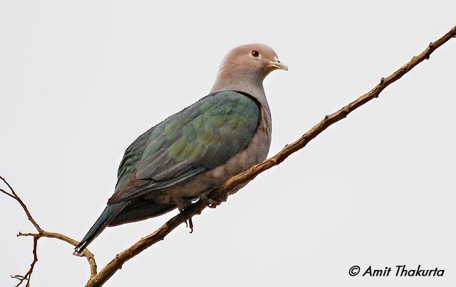 Green Imperial-Pigeon (Green) - ML379519961