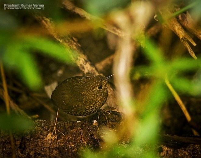 Scaly-breasted Cupwing (Himalayan) - Prashant Kumar