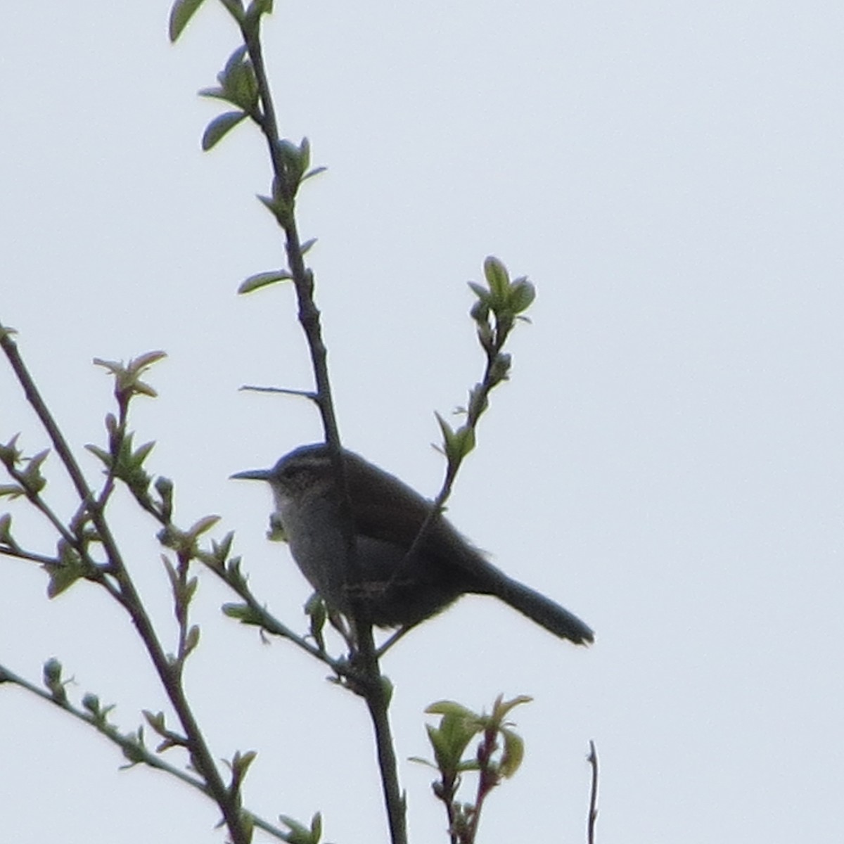 Bewick's Wren - ML37952021