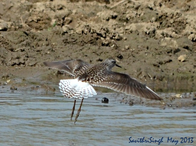 Wood Sandpiper - ML379520401