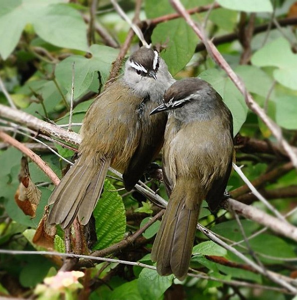 Palani Laughingthrush - ML379520611