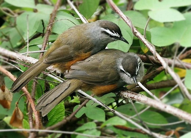 Palani Laughingthrush - Alexander Kvasha