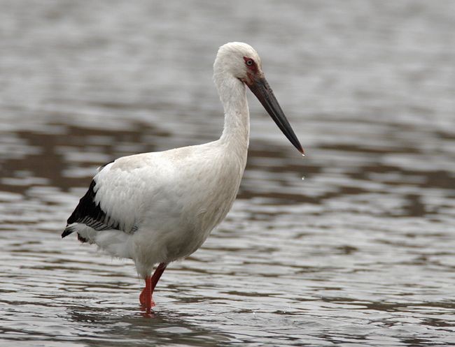 Schwarzschnabelstorch - ML379520851