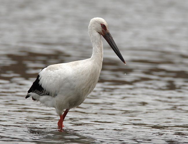 Oriental Stork - ML379520851