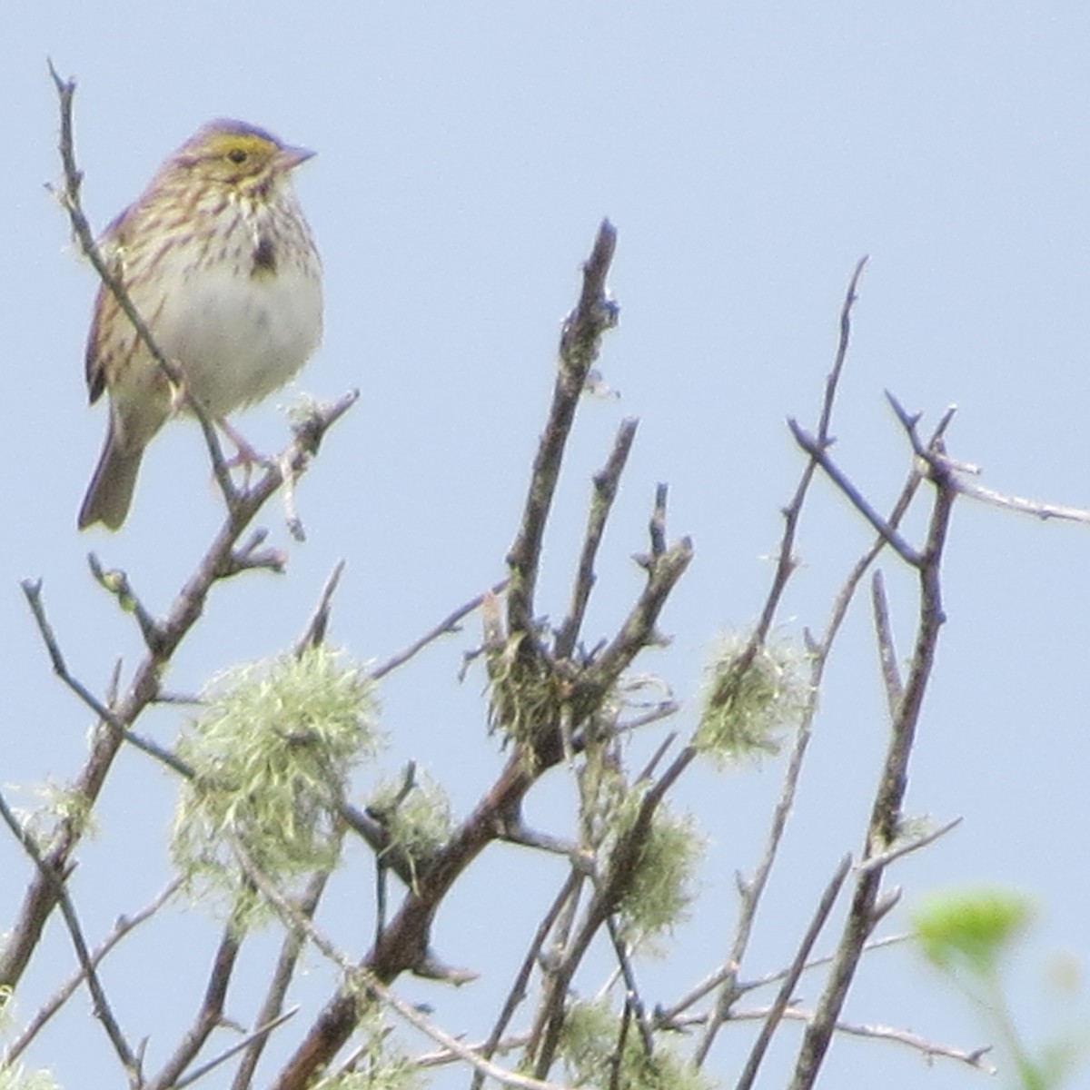 Savannah Sparrow (Savannah) - ML37952131