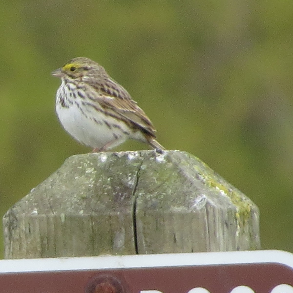 Savannah Sparrow (Savannah) - ML37952141