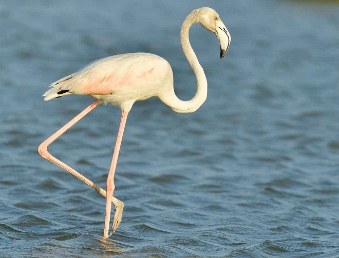 Greater Flamingo - ML379521561