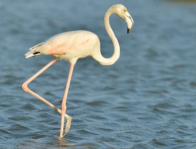 Flamingo - ML379521561