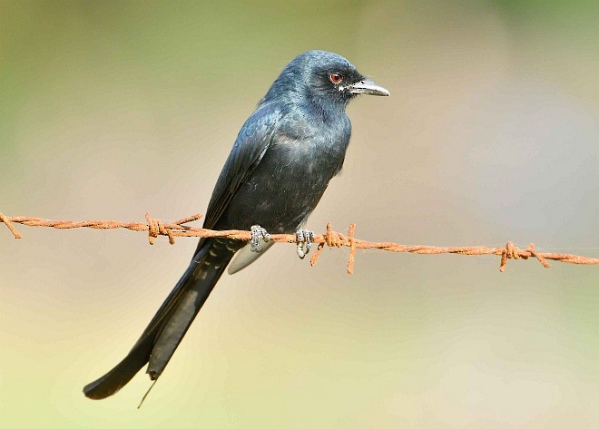 Black Drongo - ML379521581