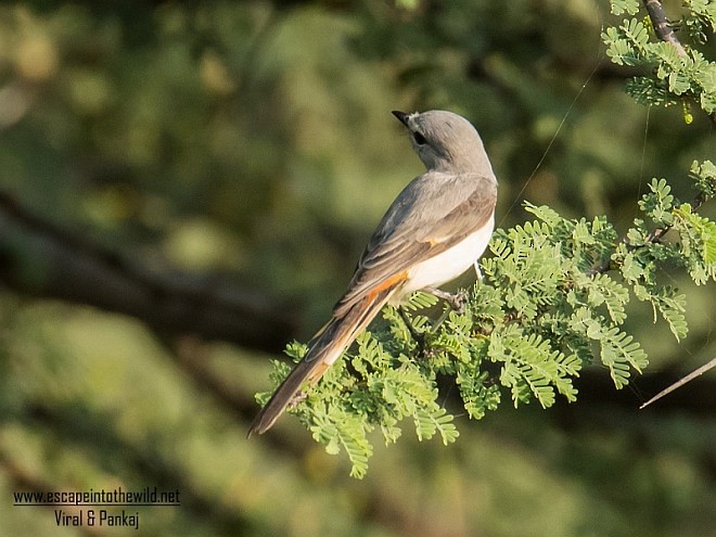 Small Minivet - ML379522191