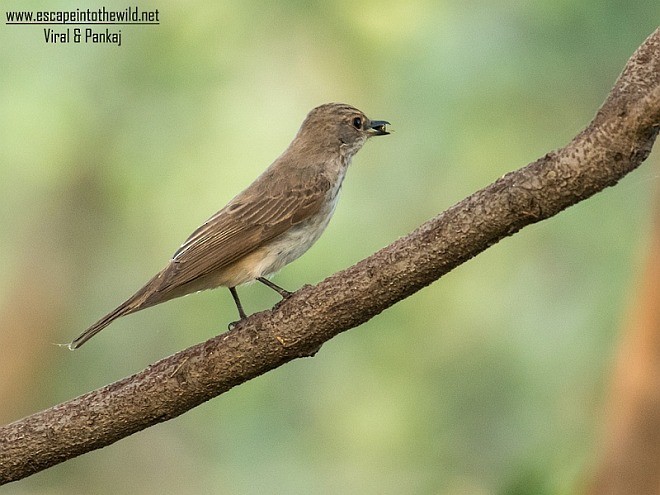 Spotted Flycatcher (Spotted) - ML379522211