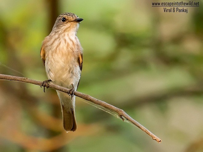 Spotted Flycatcher (Spotted) - Pankaj Maheria