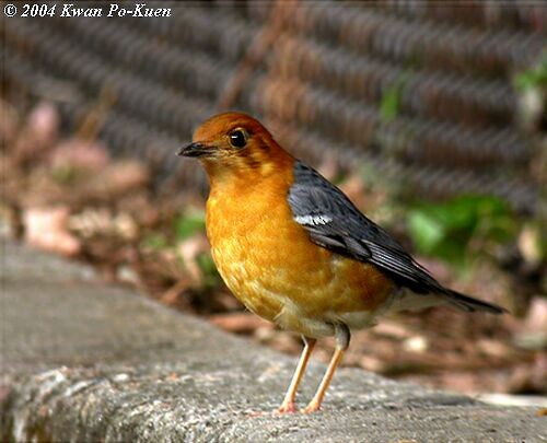 Orange-headed Thrush (Buff-throated) - ML379522381
